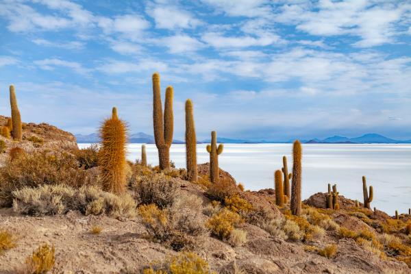 Image for event: *ONLINE* Cacti and succulents for beginners