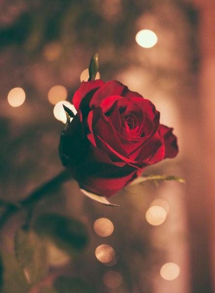 Image for event: Romance fiction