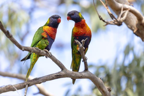 Image for event: Birdwatching in the Suburbs